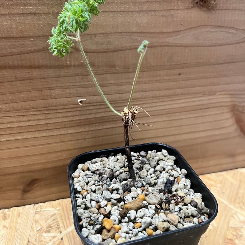 ペラルゴニウム トリステ | GREEN LUCK