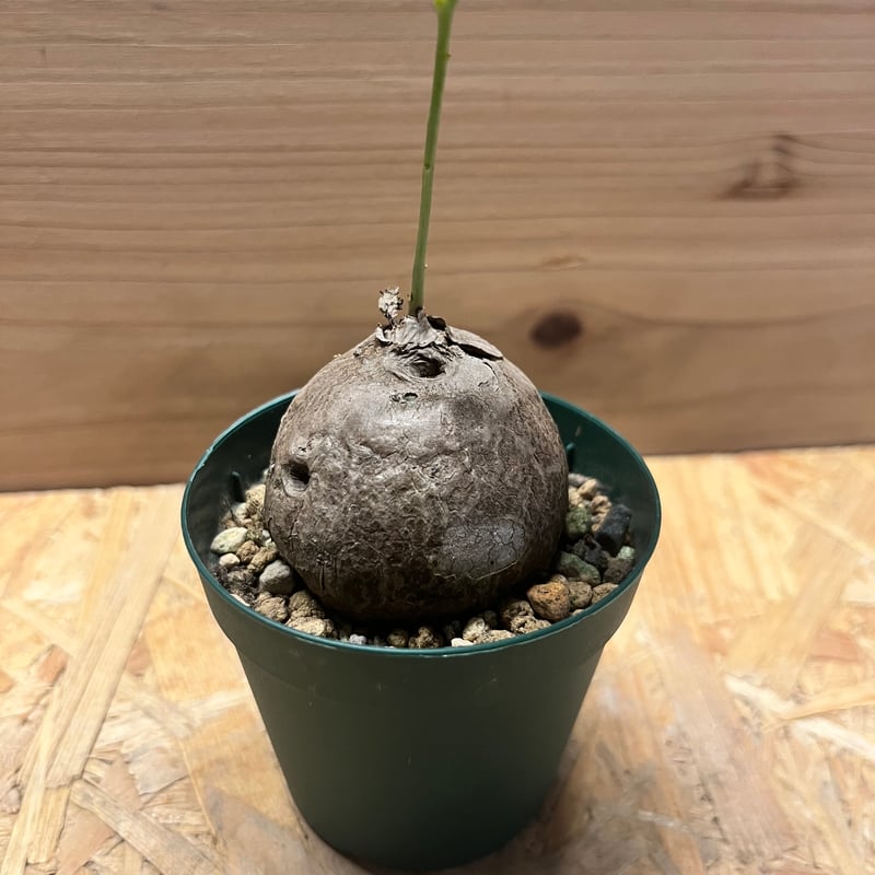 ステファニア エレクタ | GREEN LUCK