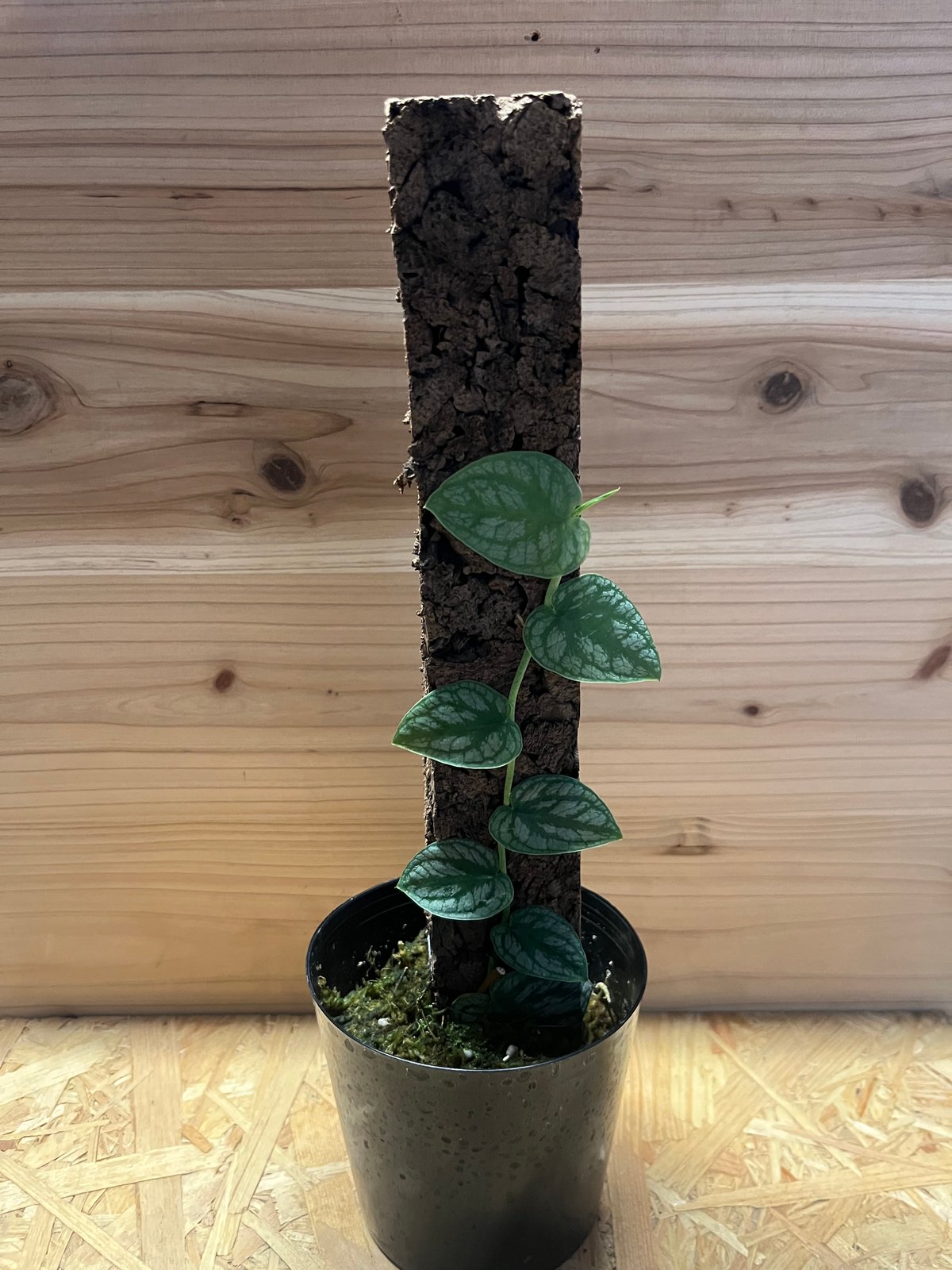 モンステラ　デュビア　希少　送料無料 モンステラ デュビア | GREEN LUCK