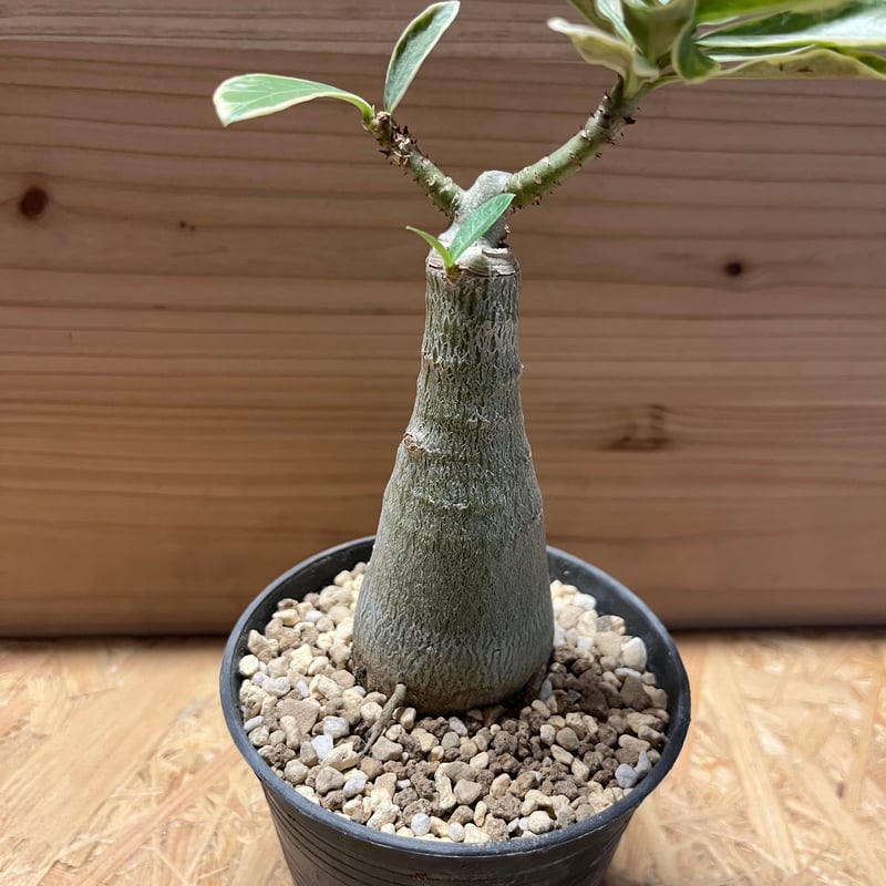 もも　アデニウム　斑入り　特大株 アデニウム 斑入り | GREEN LUCK