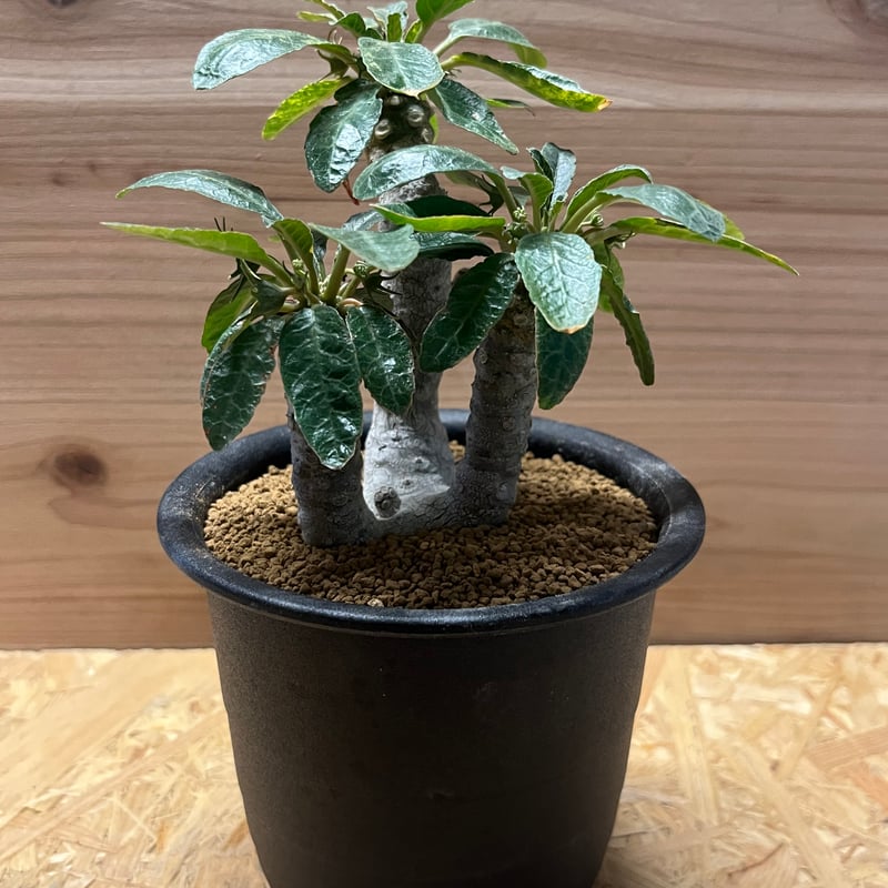 ドルステニア フォエチダ 斑入り | GREEN LUCK