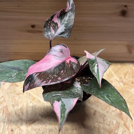 フィロデンドロンピンクプリンセス | STORES