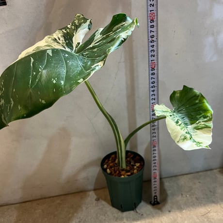 斑入りクワズイモ　オキナワシルバー