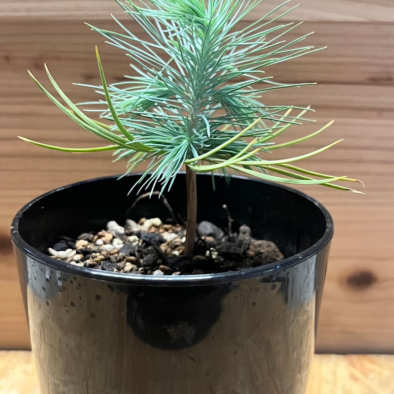 【特選】マルチネスピニョンマツ マルチネスピニョン松 7号鉢 観葉植物 鉢植え グリーン