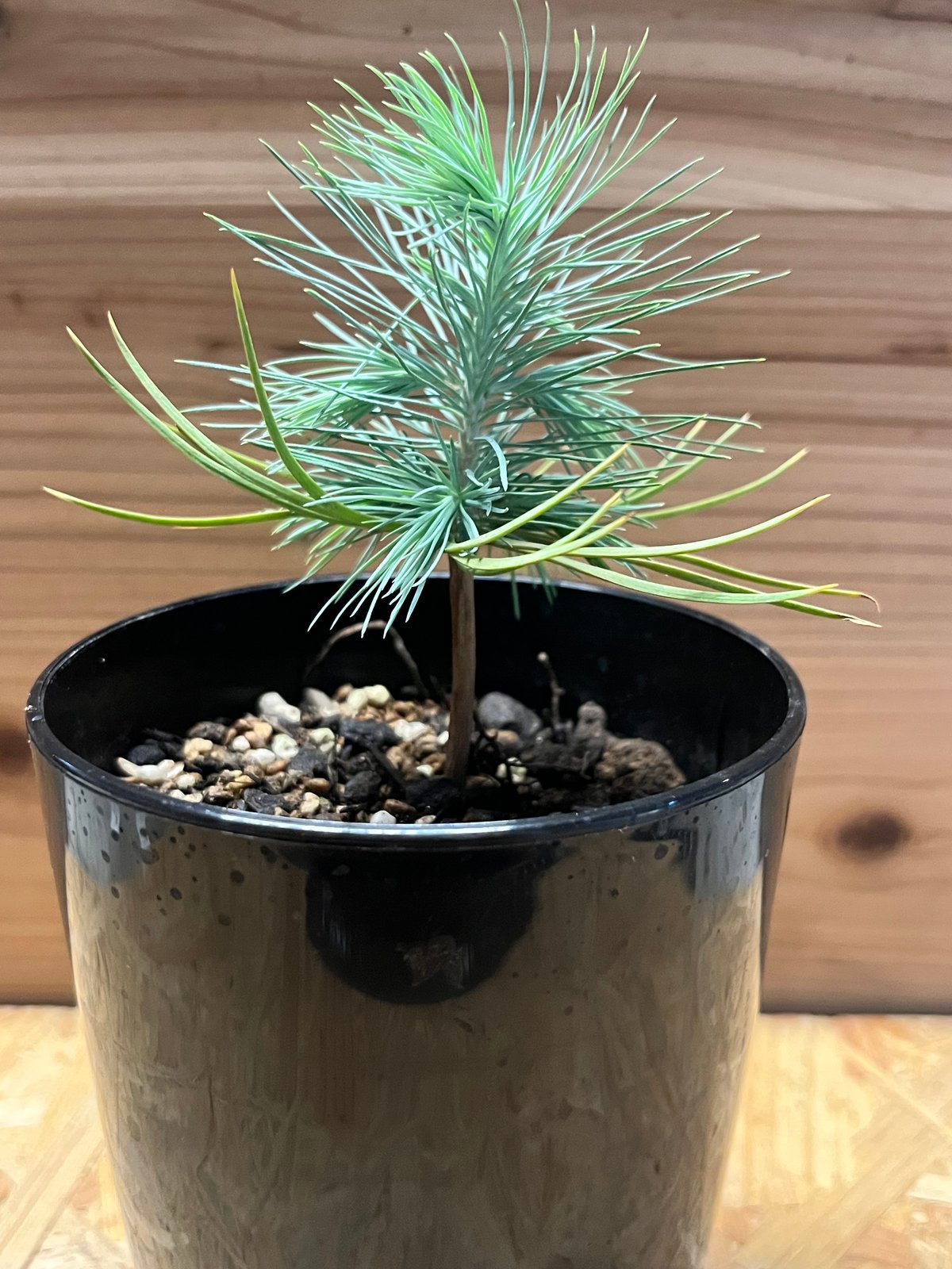 マルチネス ピニョンマツ | GREEN LUCK