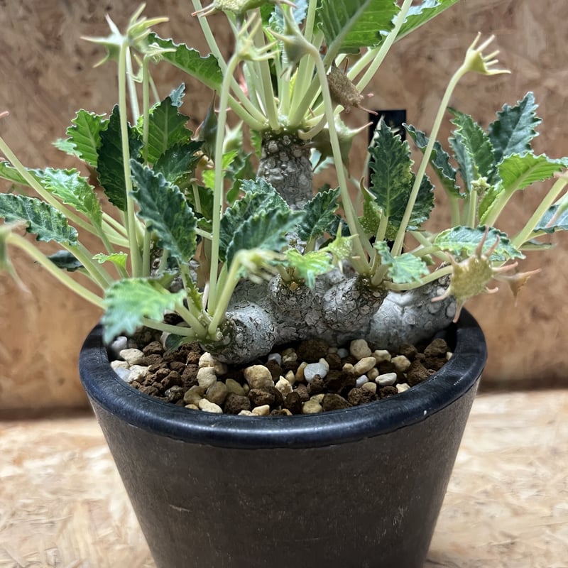 【開花株】ドルステニア　ホルウッディ錦　実生株　ポットごと発送 開花株】ドルステニア ホルウッディ錦 実生株 ポットごと発送 開花株