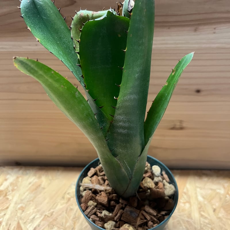 ビルベルギア スローポーク | GREEN LUCK