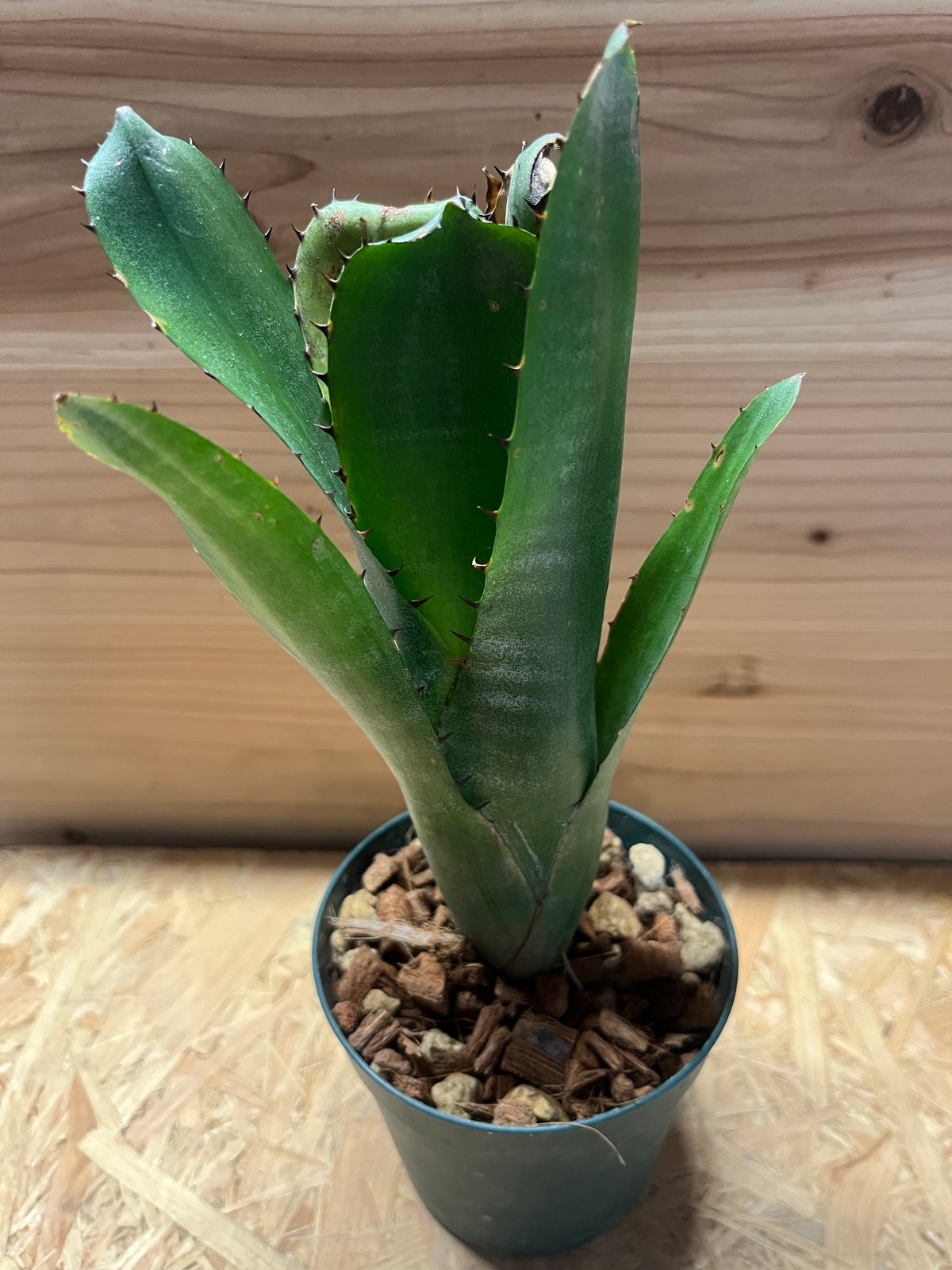 ビルベルギア スローポーク | GREEN LUCK