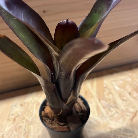 ネオレゲリア　ターベイビー