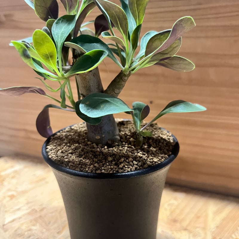 オトンナ トリプリネルビア | GREEN LUCK