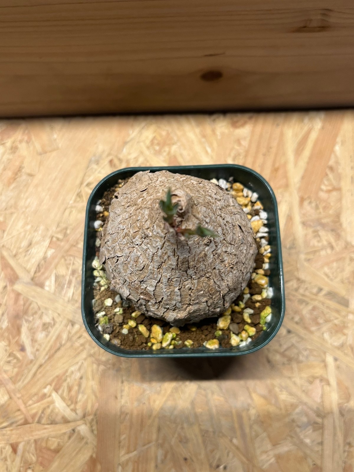 ユーフォルビア トリカデニア | GREEN LUCK