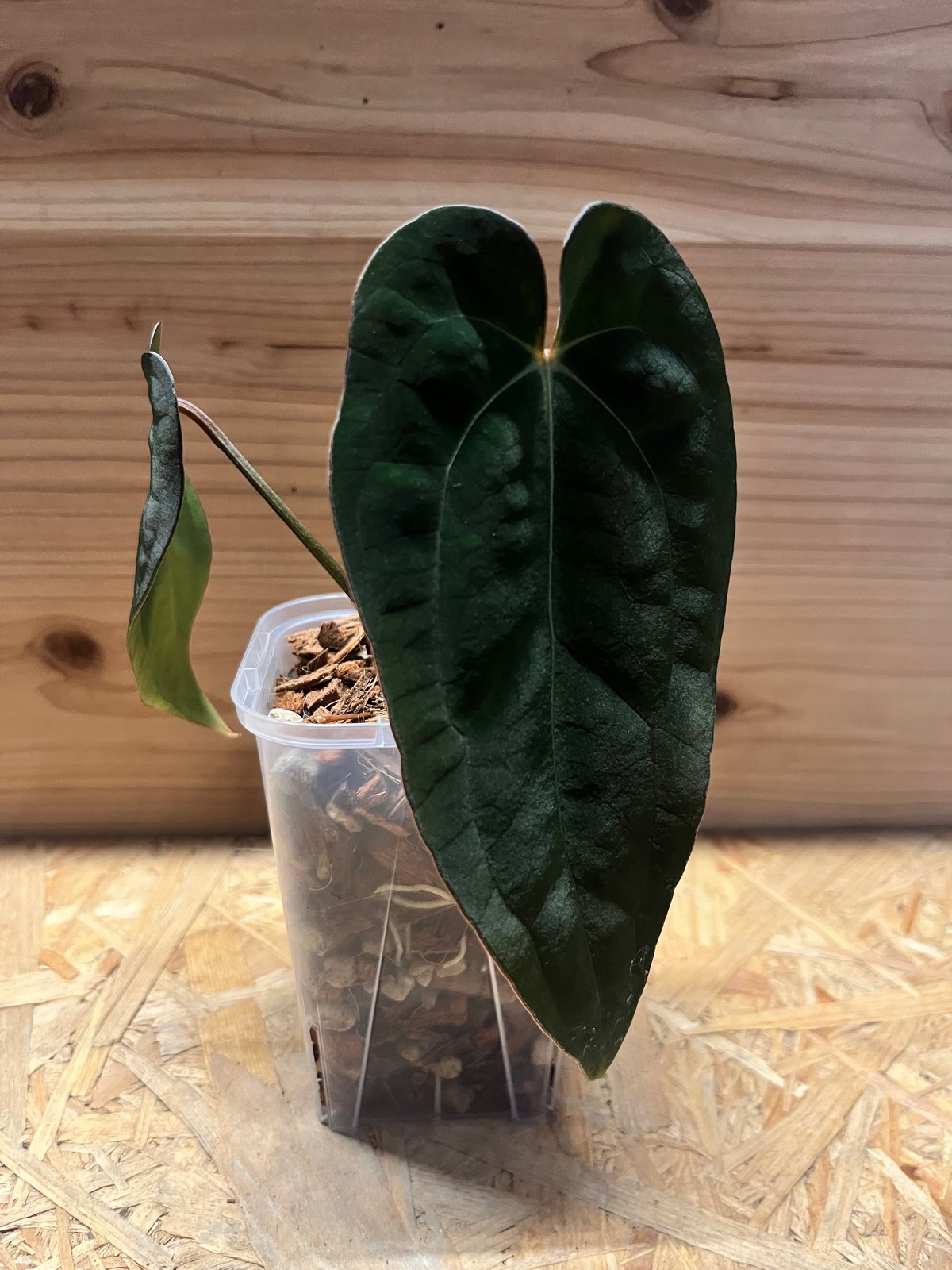 アンスリウム カーラブラッキー × エース オブ スペード fit=scale-down,w=1200