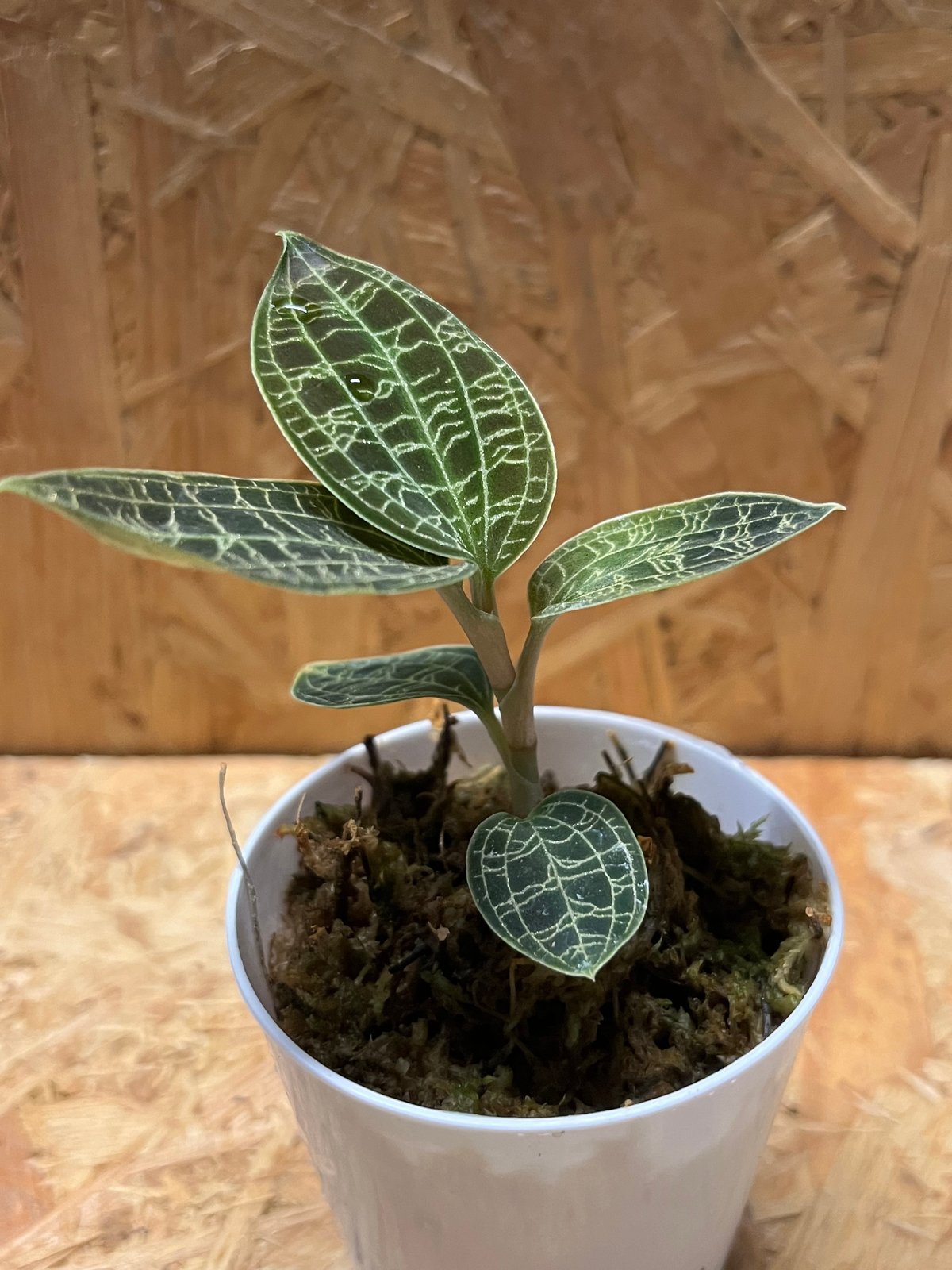 ジュエルオーキッド マコデスペトラ | GREEN LUCK