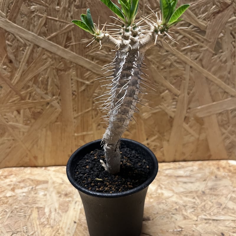 限定販売】 ユーフォルビア・ギラウミニアナ 植物/観葉植物