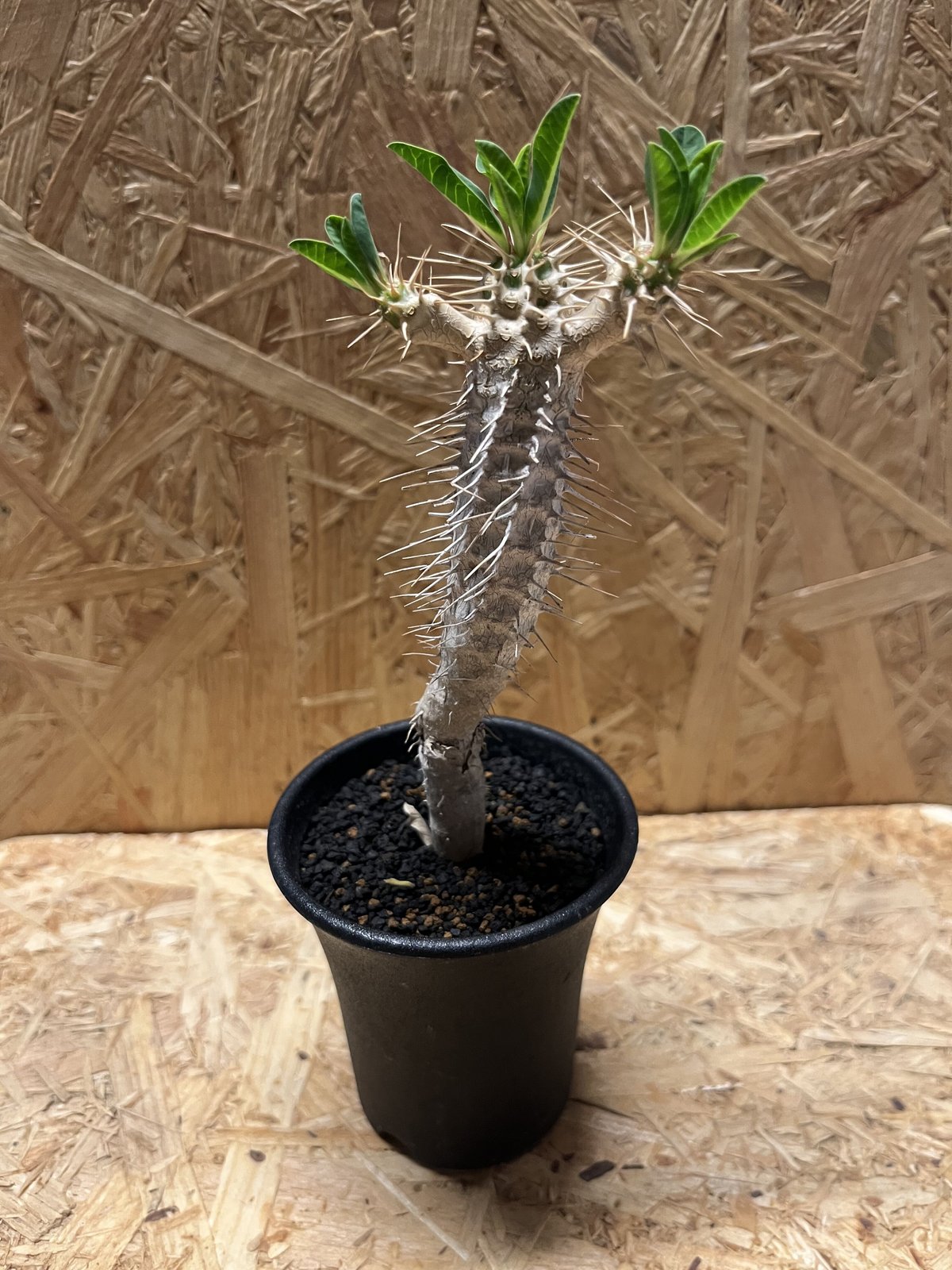 5%OFF】 ユーフォルビア ギラウミニアナ 植物/観葉植物 ...