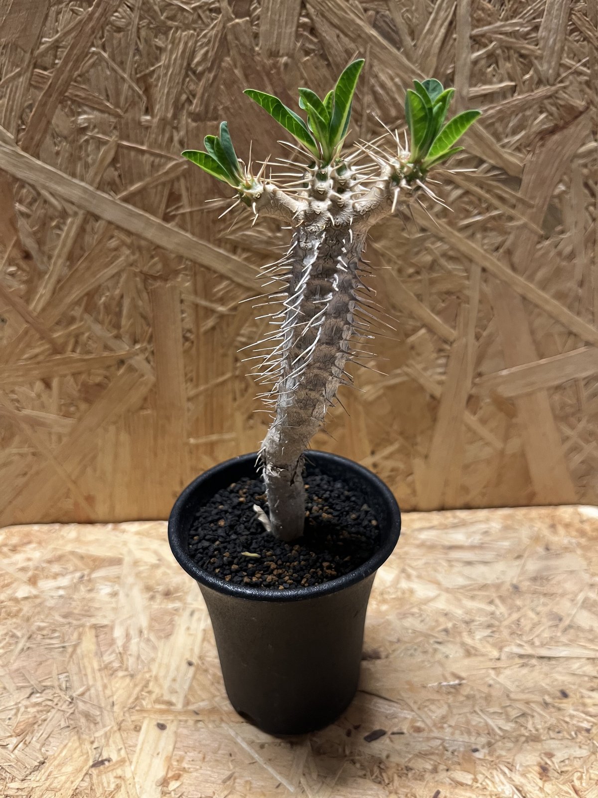 5％OFF】 ユーフォルビア ギラウミニアナ 植物/観葉植物 ...