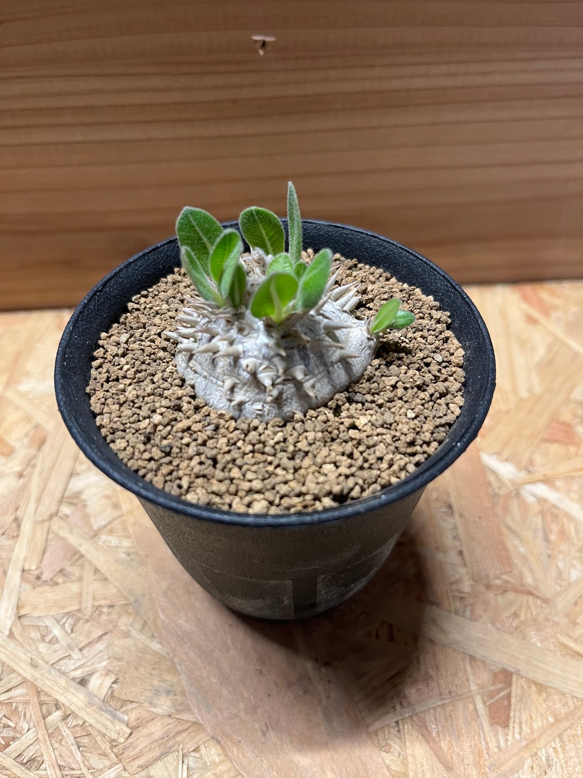 パキポディウム ブレビカウレ 恵比寿笑い | GREEN LUCK