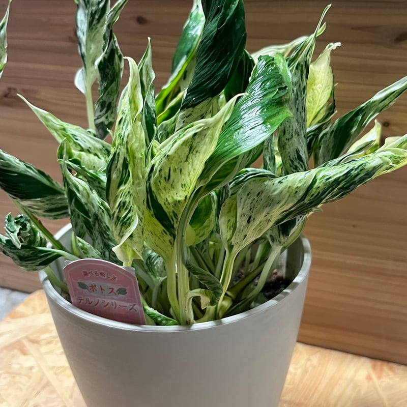 ポトステルノラブソング　このまま第４種発送 ポトステルノラブソング このまま第4種郵便発送 タグ付属 - メルカリ