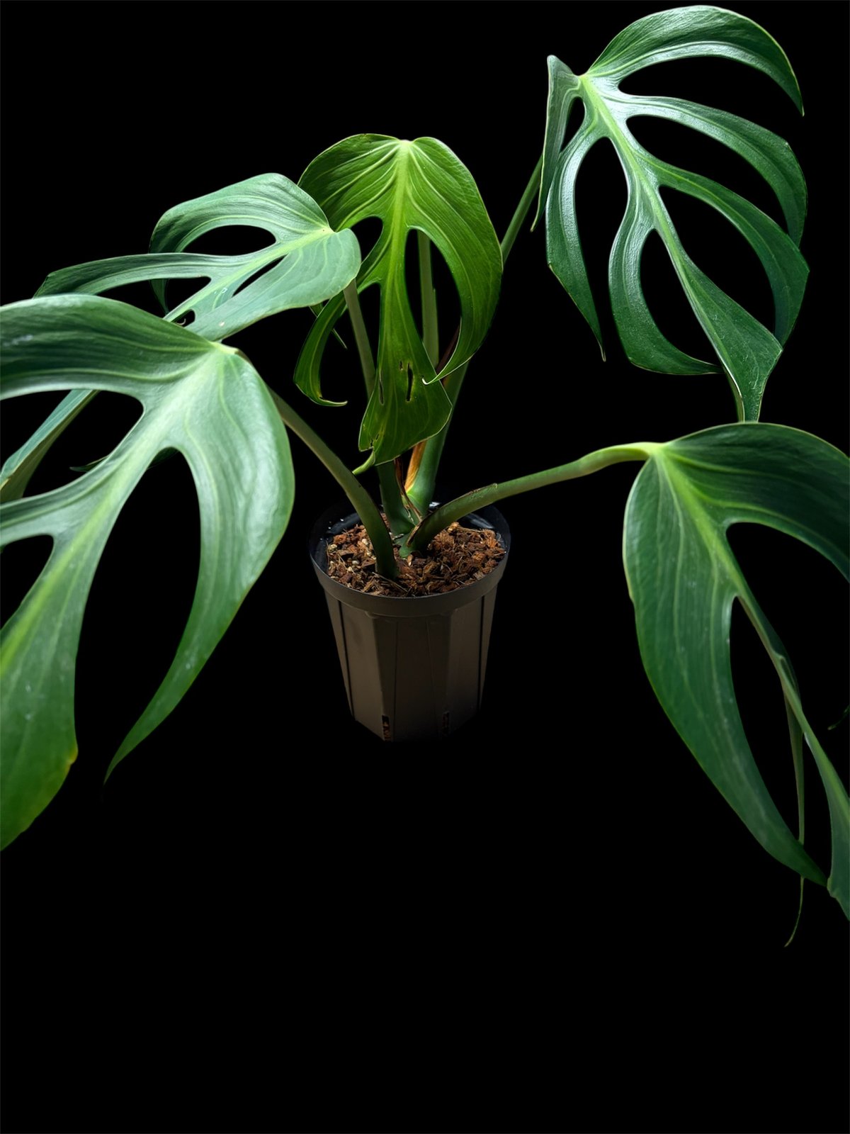 モンステラ 'バールマルクスフレーム' | GREEN LUCK