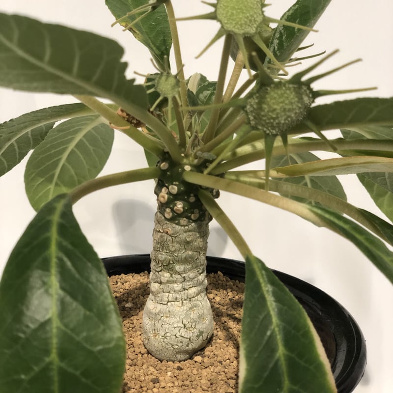 ドルステニア フォエチダ | GREEN LUCK