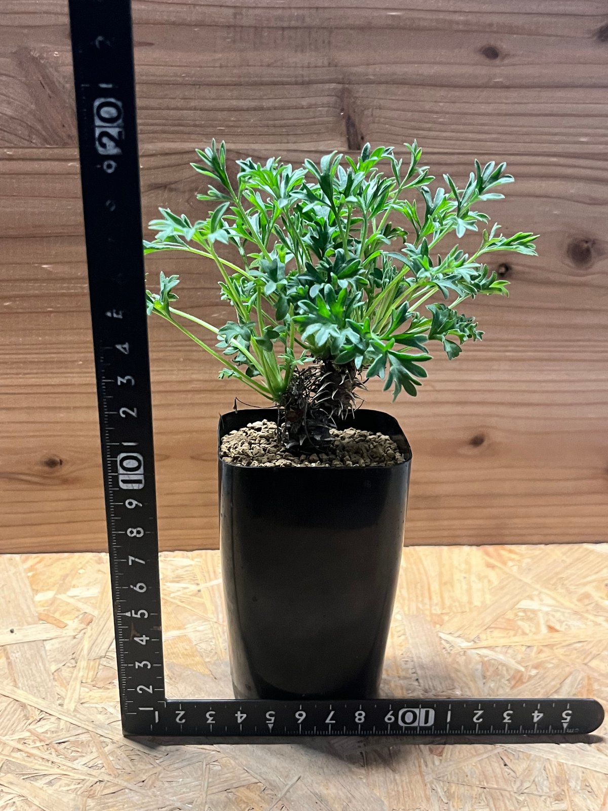 ペラルゴニウム ヒストリクス | GREEN LUCK