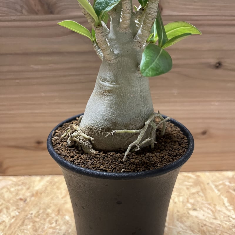 アデニウム　アラビカム 園芸ネット本店｜[ザ・ファームセレクト]アデニウム ：アラビカム