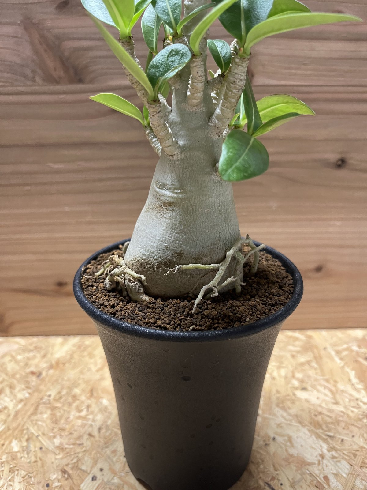 アデニウム アラビカム | GREEN LUCK