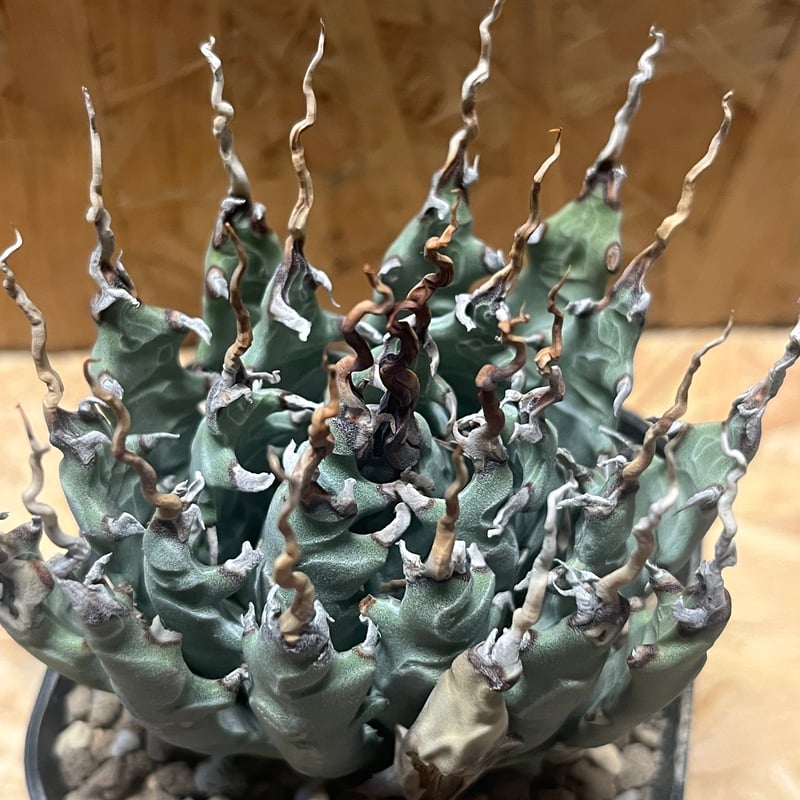 アガベ ユタエンシス エボリスピナ 陽炎 未発根 | GREEN LUCK