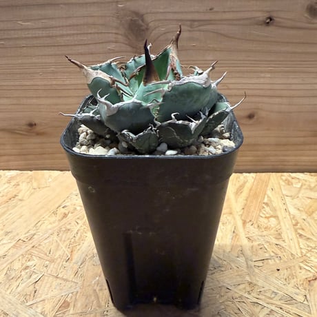 オアハカ | STORES