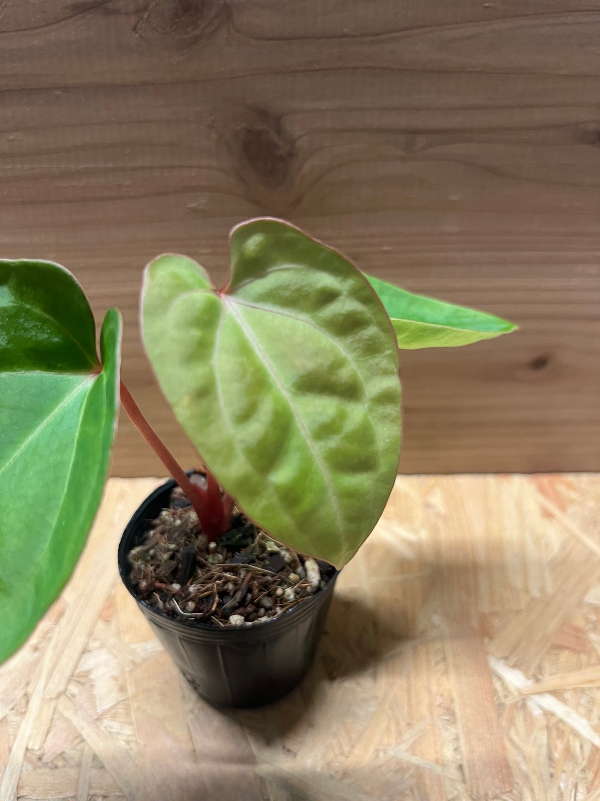 アンスリウム ハイブリッド aff.besseae×Magnificum Verde | GR