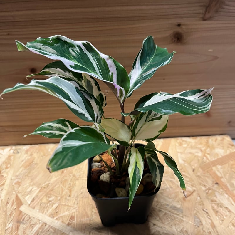 カラテア ホワイトフュージョン | GREEN LUCK