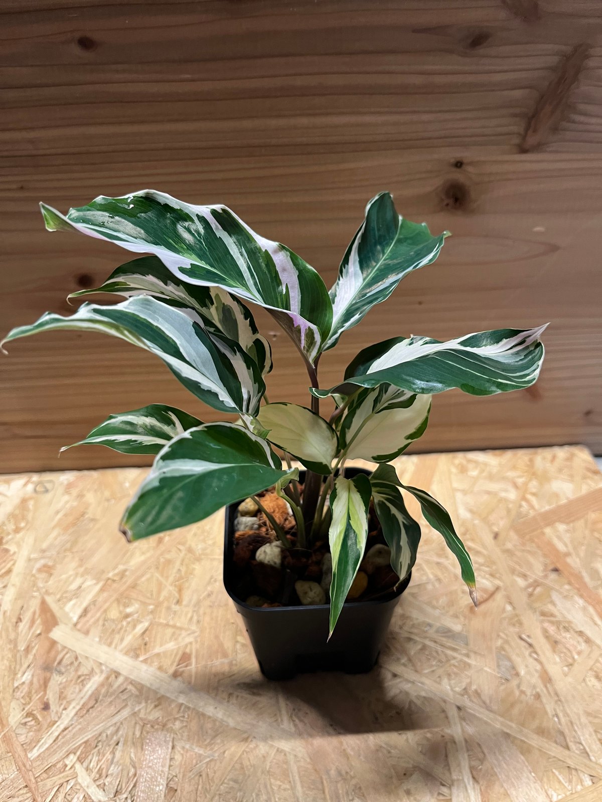 カラテア ホワイトフュージョン カラテア ホワイトフュージョン | GREEN LUCK