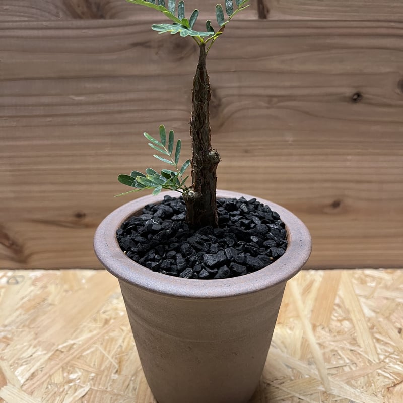 センナメリディオナリス　現地球株　鉢ごと発送 トシ センナ メリディオナリス 輸入株［No.39］ × 松野 然 作 「ZEN」5.5号