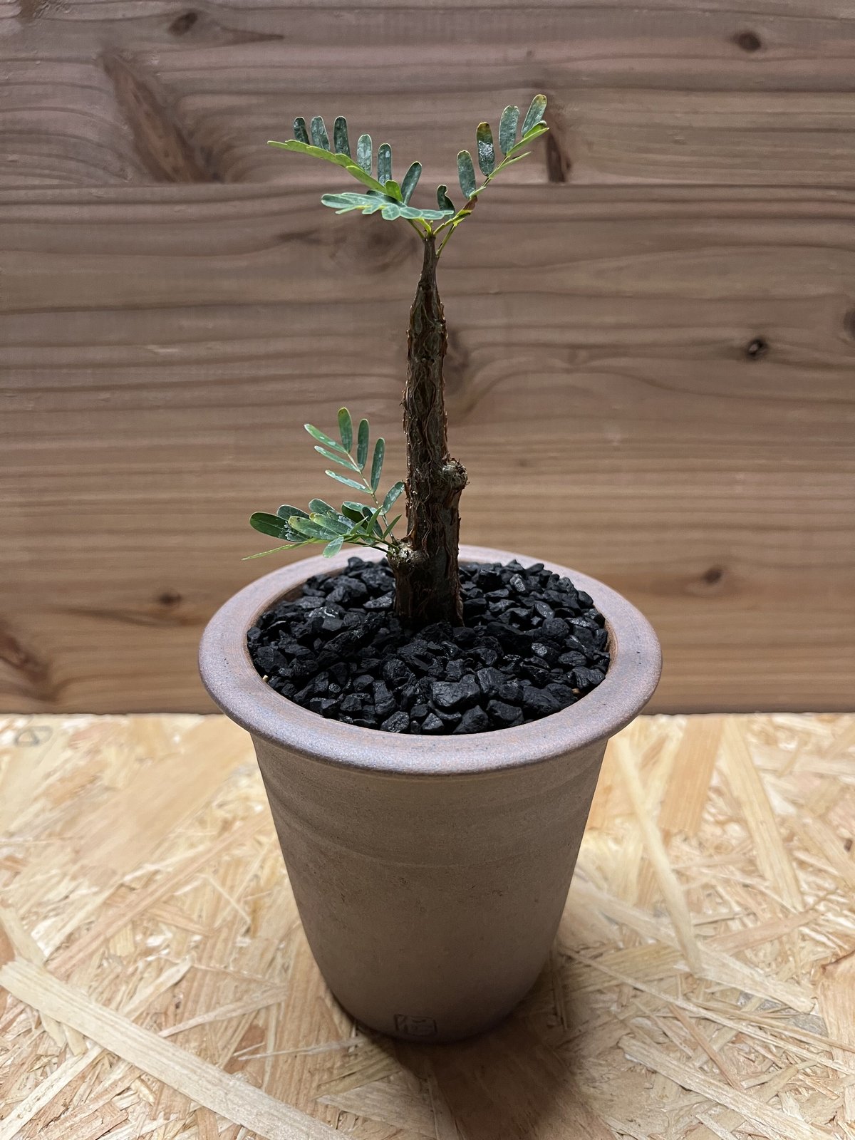 センナ メリディオナリス×伝市鉢 | GREEN LUCK