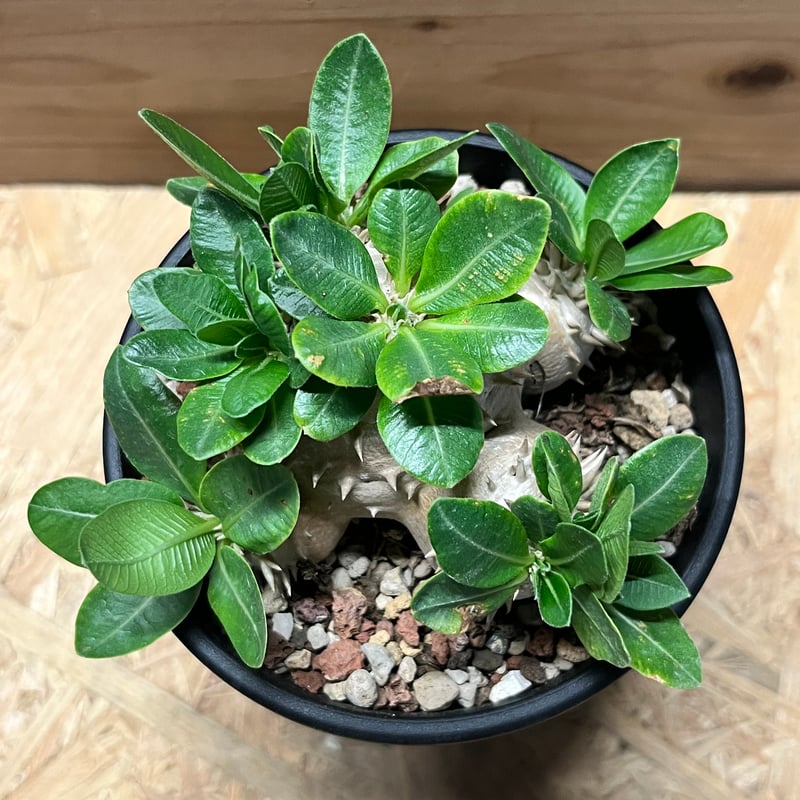 パキポディウム　恵比寿大黒　デンシカウレ パキポディウム デンシカウレ 恵比寿大黒① | hanayoshi-botanical