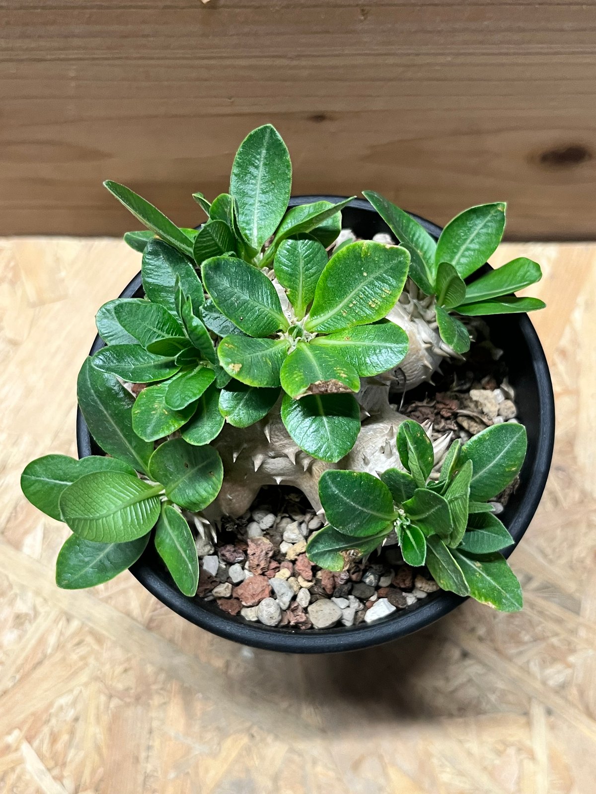 【鉢付き】恵比寿大黒　パキポディウムデンシカウレ パキポディウム恵比寿大黒 | STORES