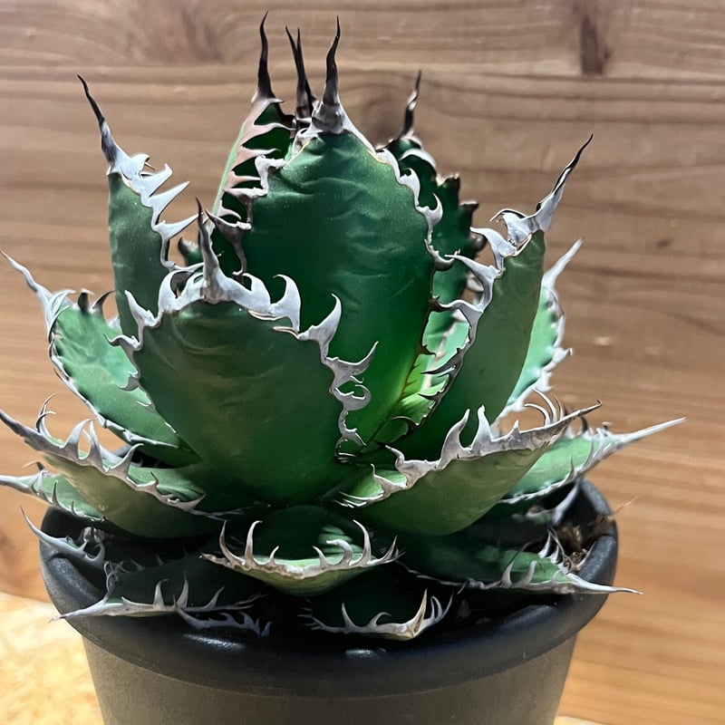 アガベ ホリダ | GREEN LUCK