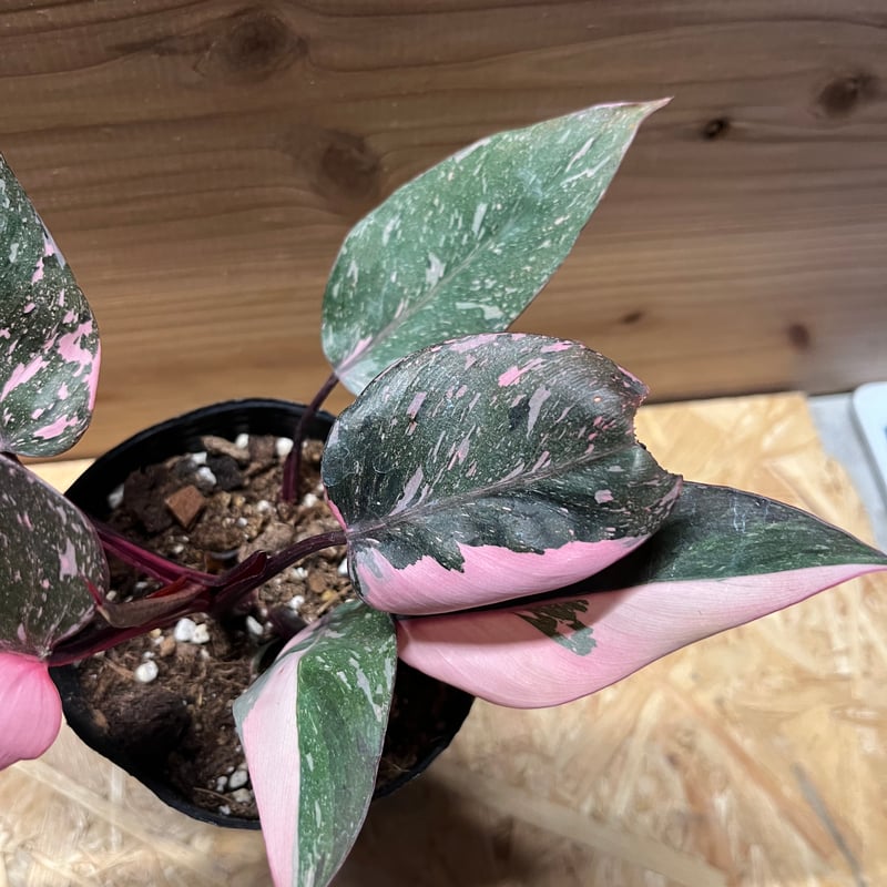 フィロデンドロン ピンクプリンセス ギャラクシー | GREEN LUCK
