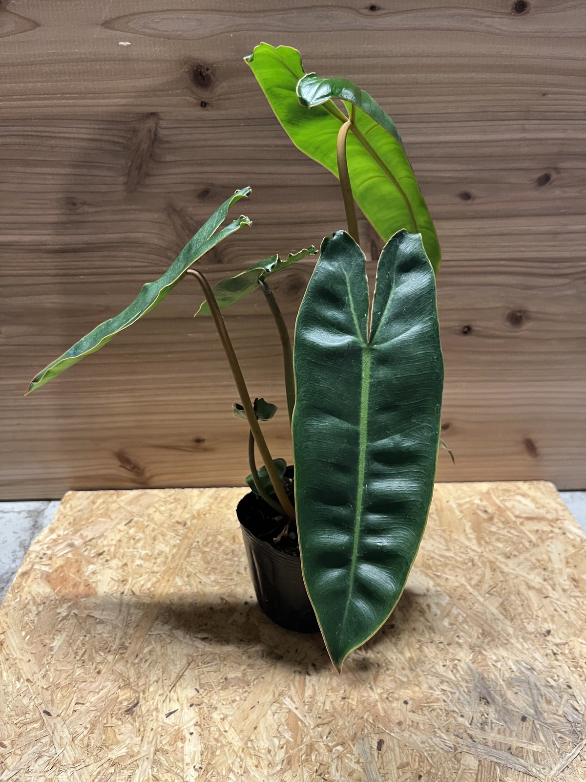 フィロデンドロン・ビリエティアエ コレクション】フィロデンドロン・ビレッティア 斑入り 親株