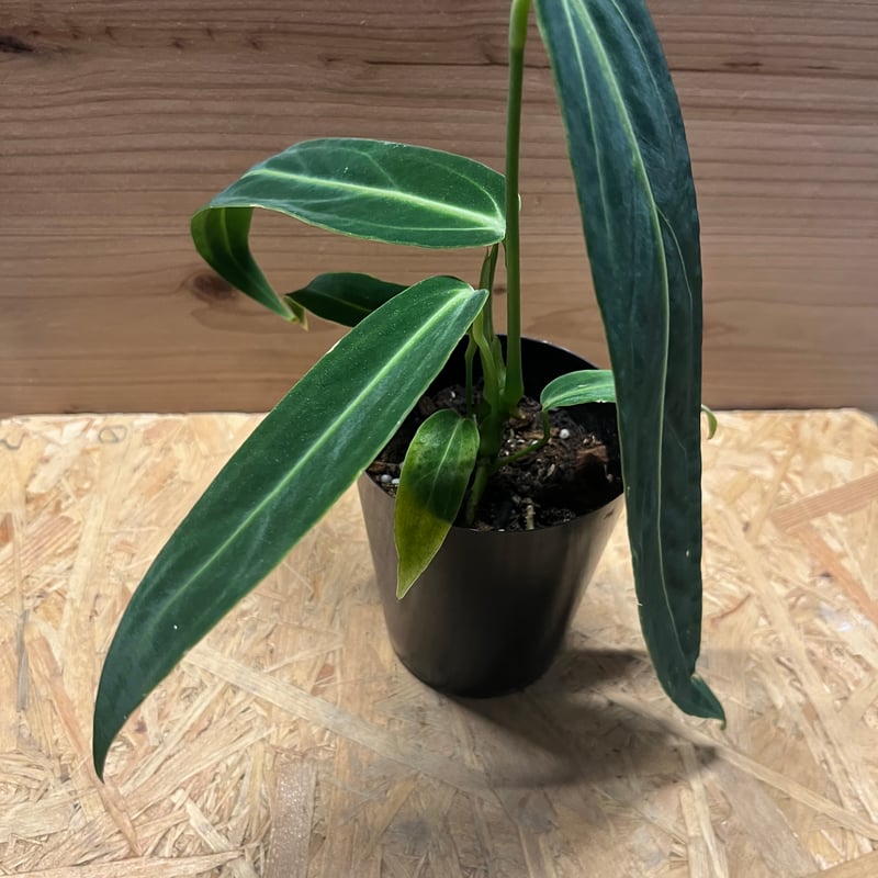 アンスリウム ワロクアナム | GREEN LUCK