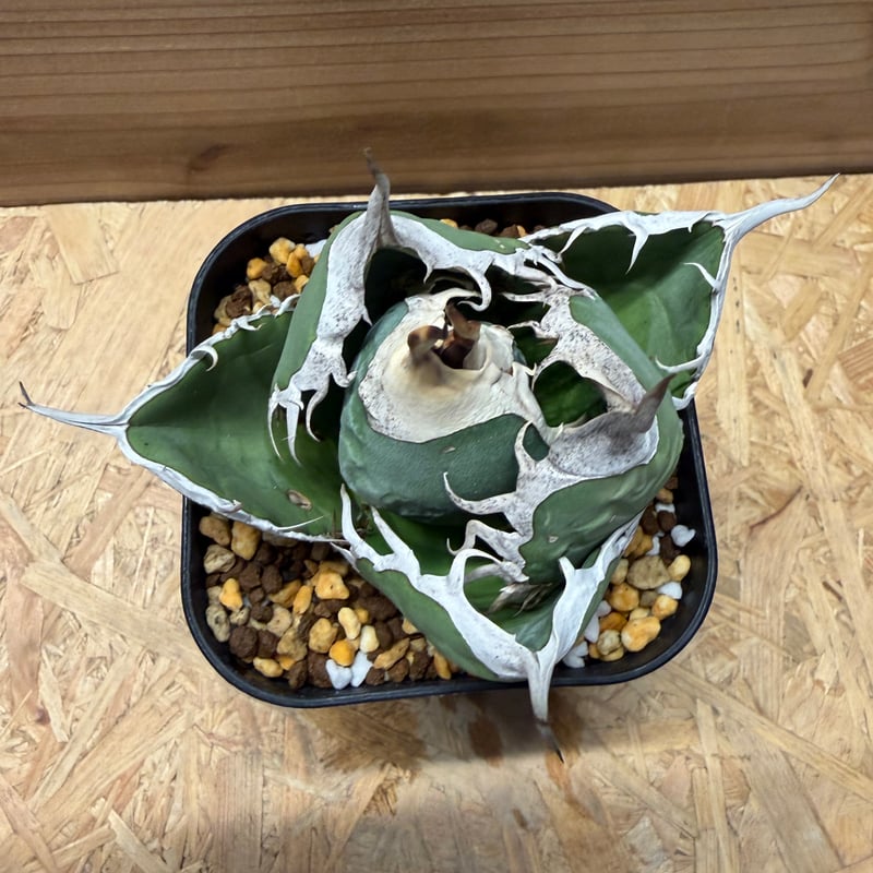 アガベ オテロイ オアハカ | GREEN LUCK