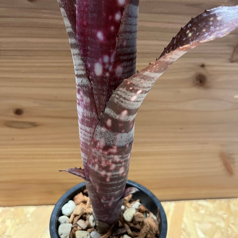 ビルベルギア オビワン | GREEN LUCK