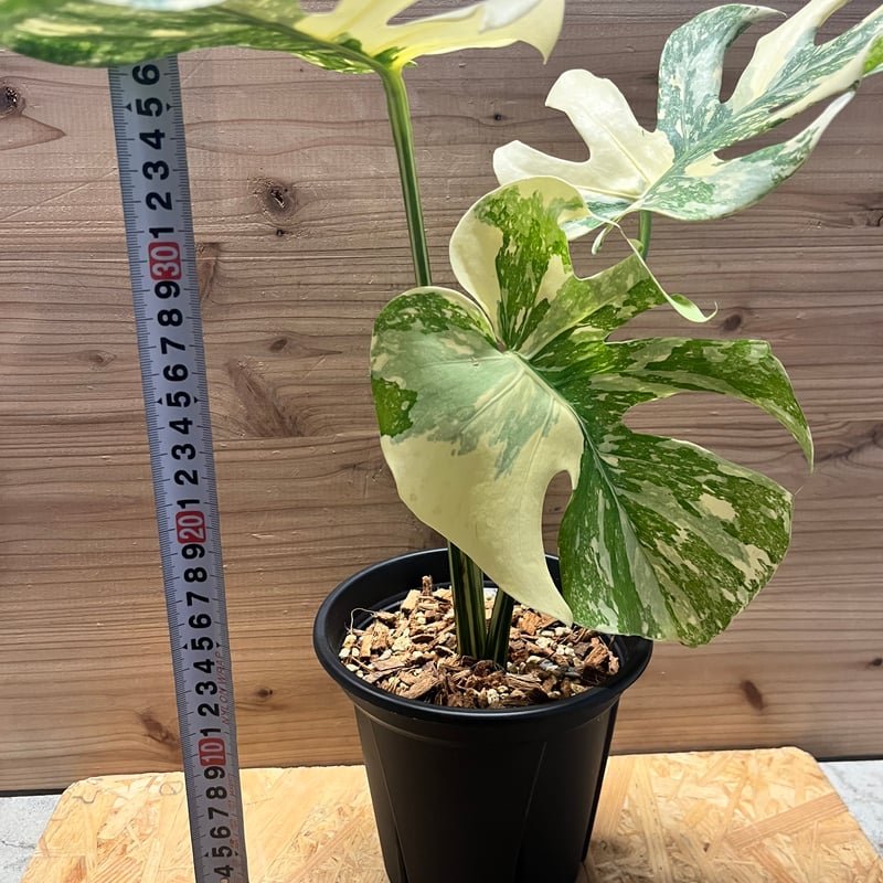 モンステラ デリシオーサ 'アイボリー' | GREEN LUCK