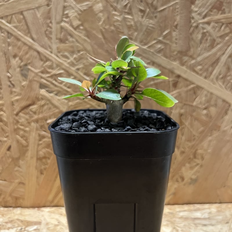 【双頭　大苗　フォークイエリア　ファシクラータ　国内実生】＋伝一鉢 フォークイエリア ファシクラータ | STELLA.PLANTS