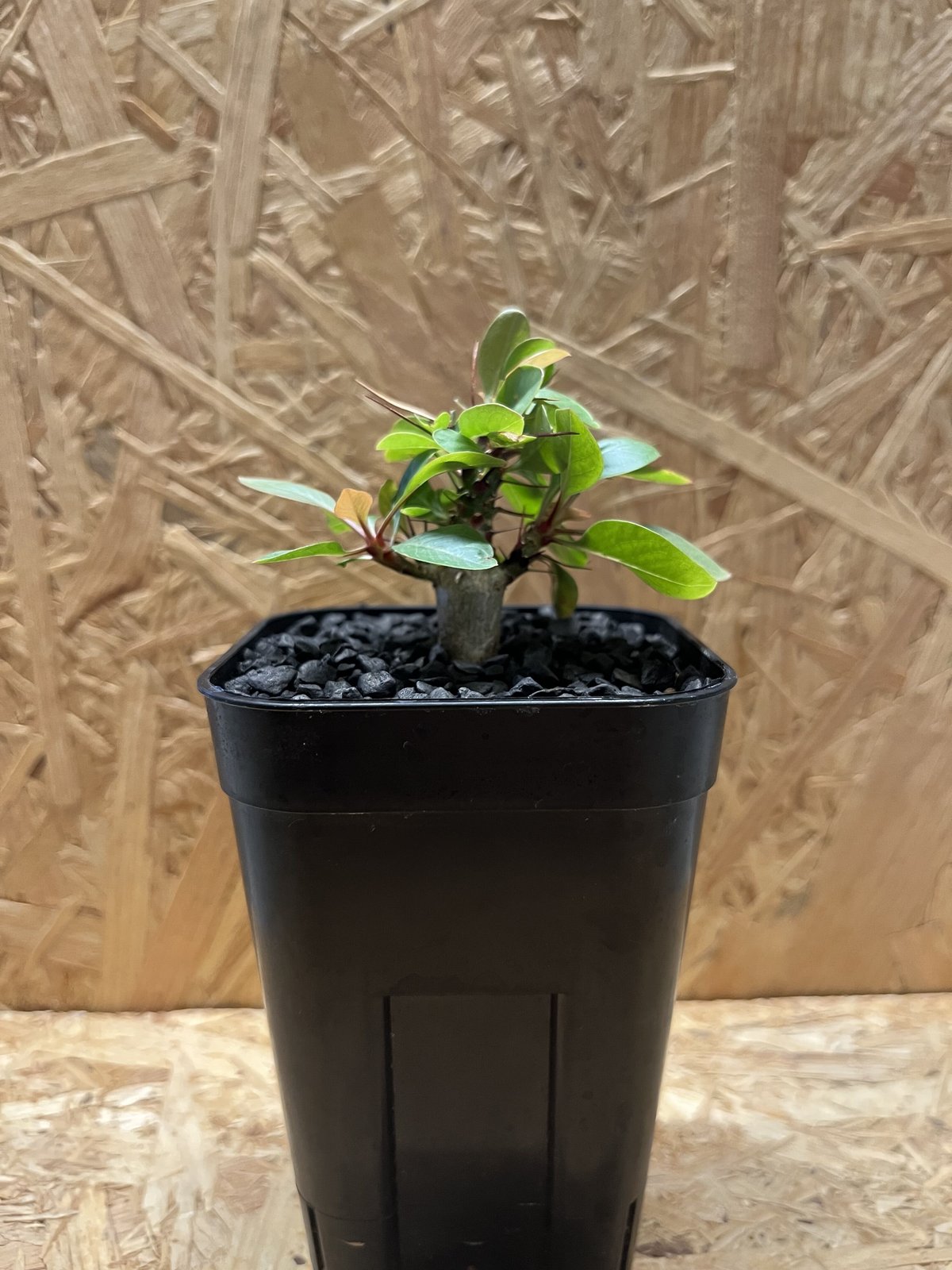 フォークイエリア ファシクラータ | GREEN LUCK