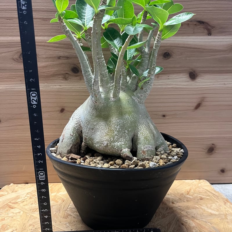 アデニウム アラビカム | GREEN LUCK