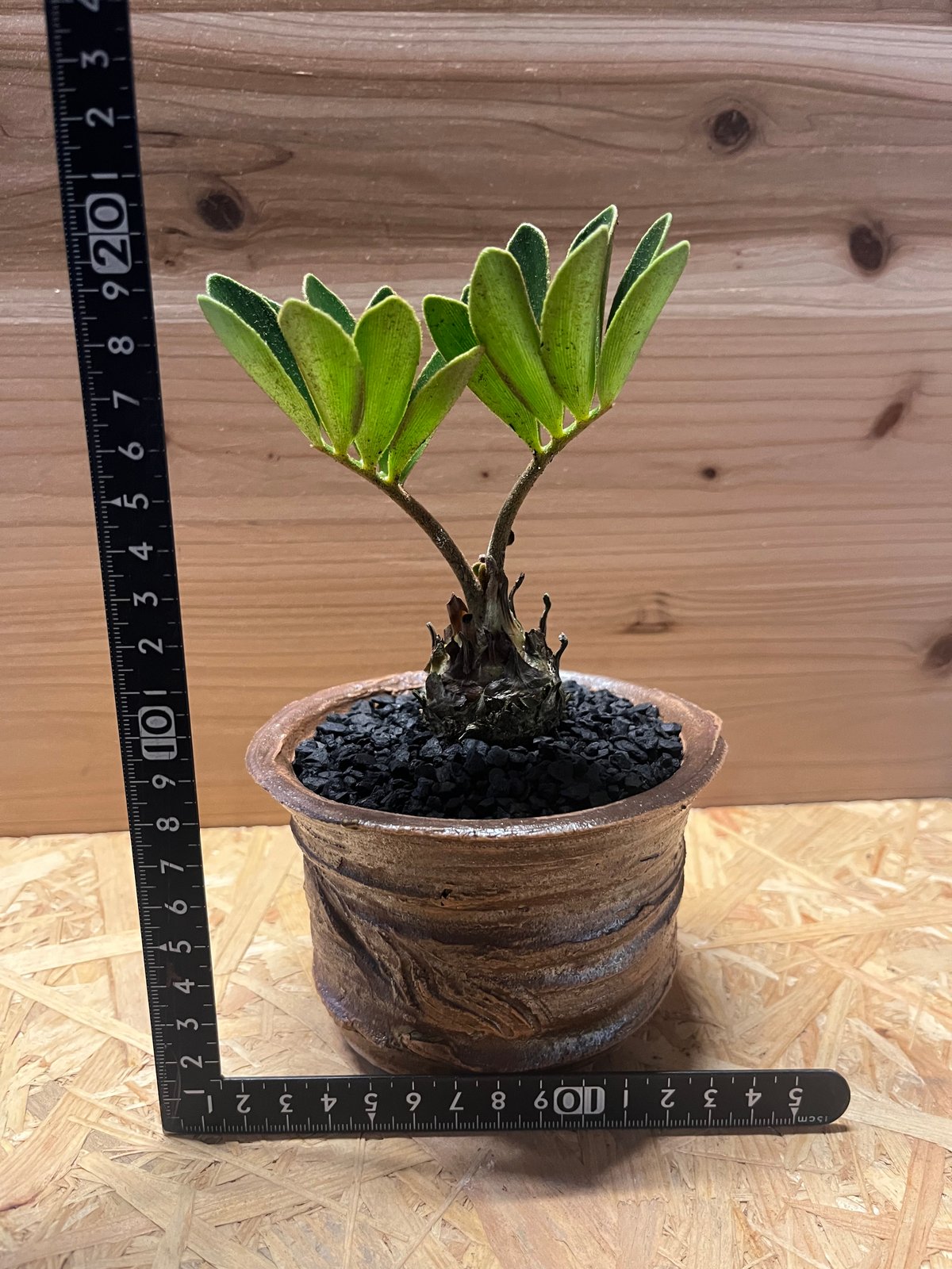 ザミア フルフラセア×土京鉢 | GREEN LUCK