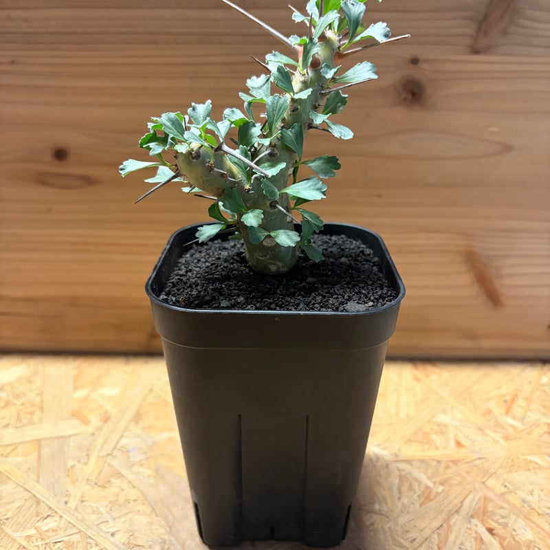 モンソニア クラシカウリス | GREEN LUCK