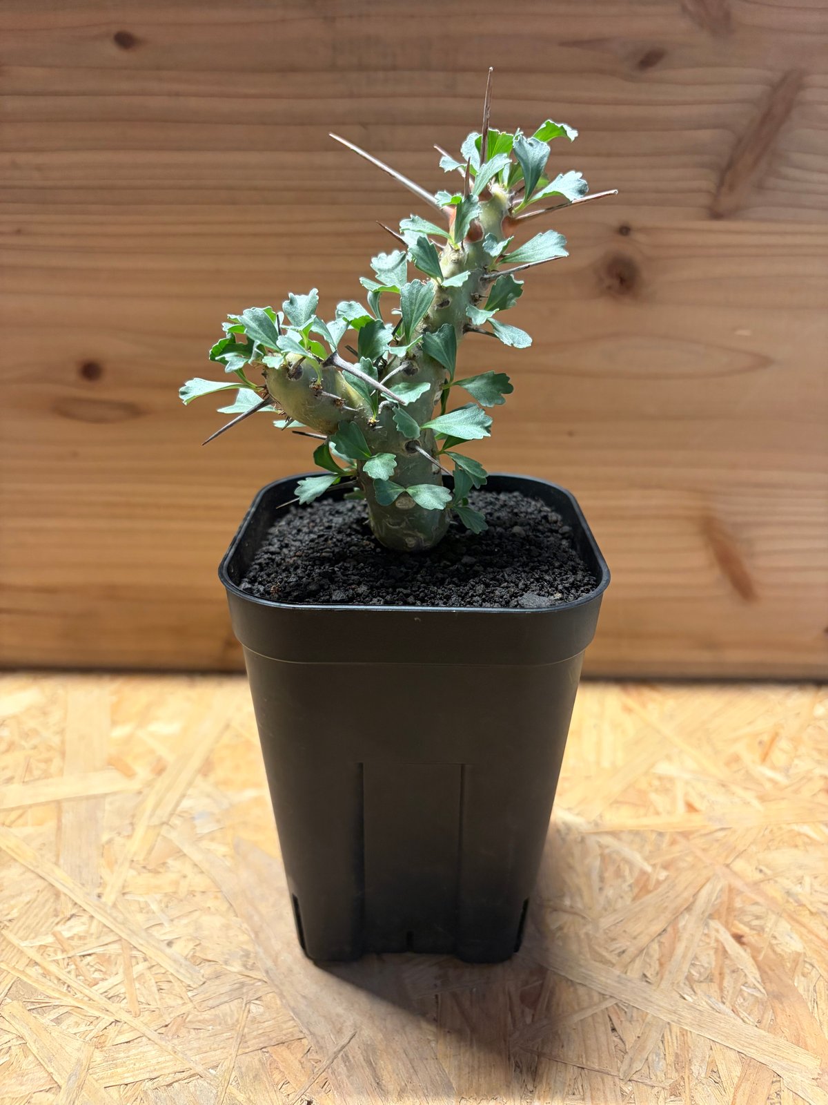 モンソニア クラシカウリス | GREEN LUCK