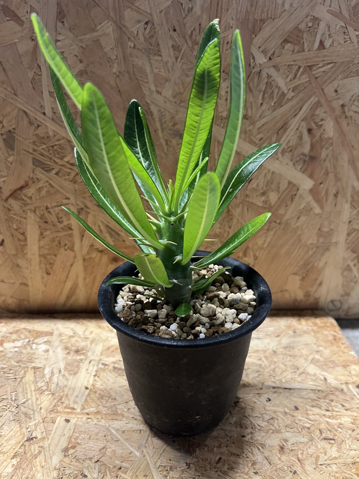 パキポディウム　アンボンゲンセ パキポディウム アンボンゲンセ 3頭 | GREEN LUCK